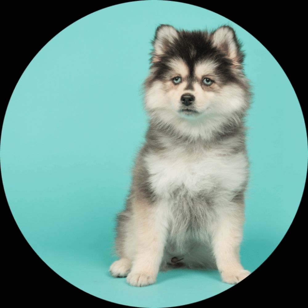 Profile picture pomskycharlie.bsky.social