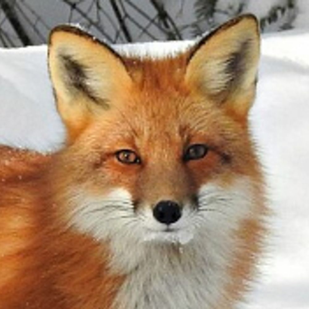 starphaux.bsky.social profile picture