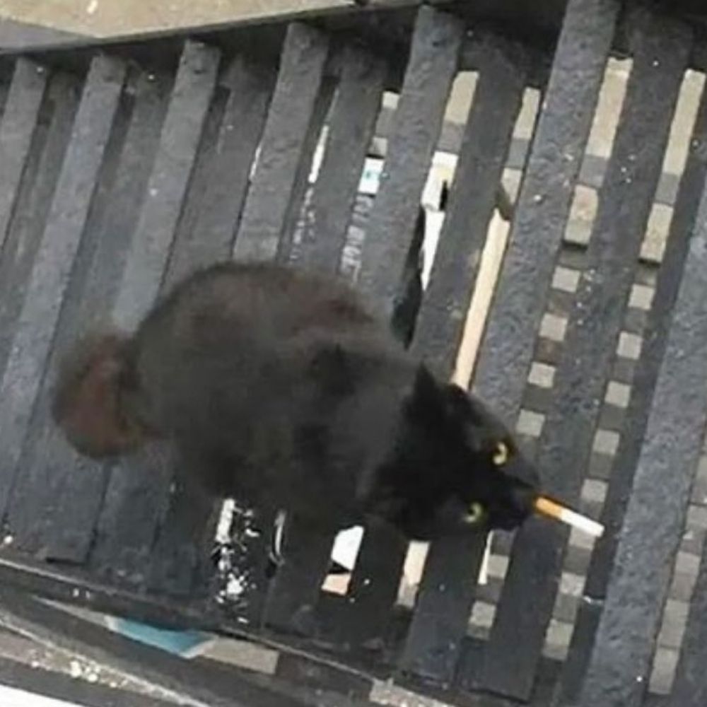 čauê 