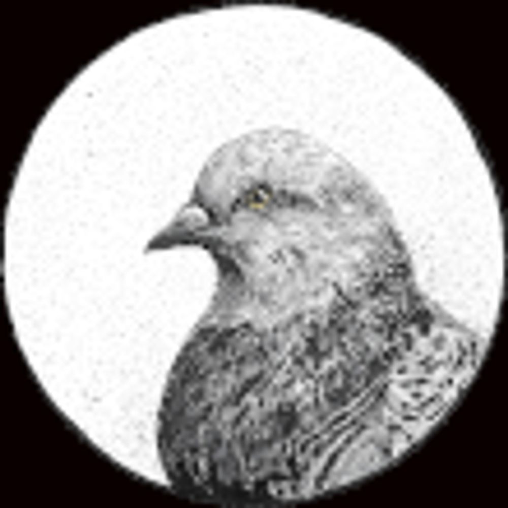 Profile picture themetalpigeon.bsky.social