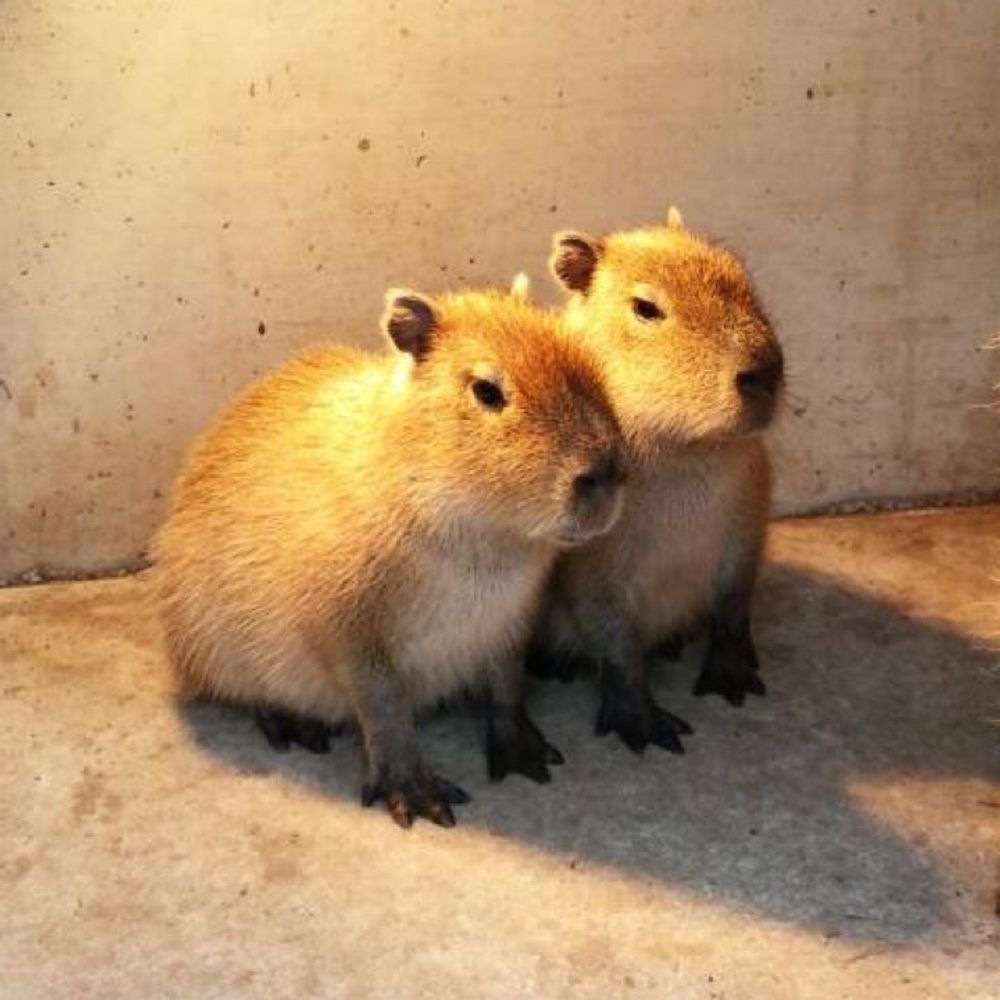 しま