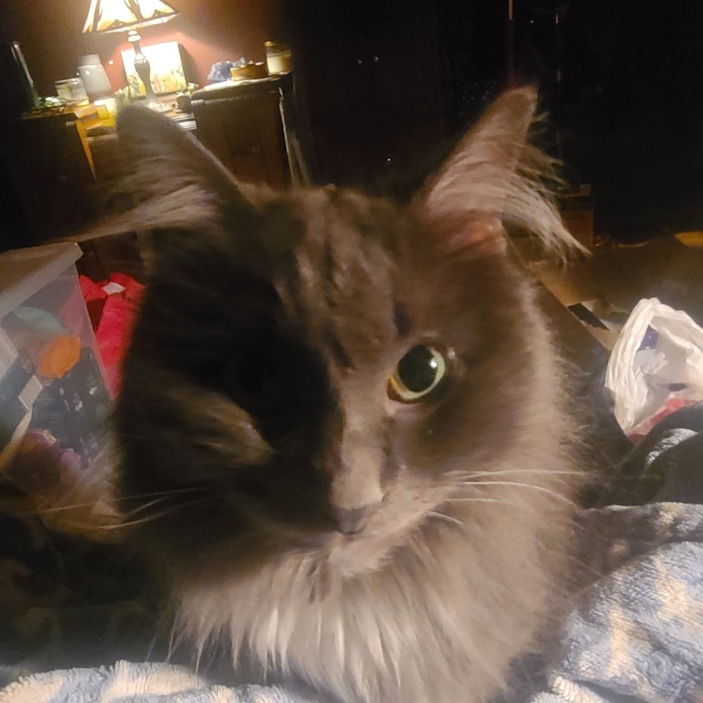 Ali