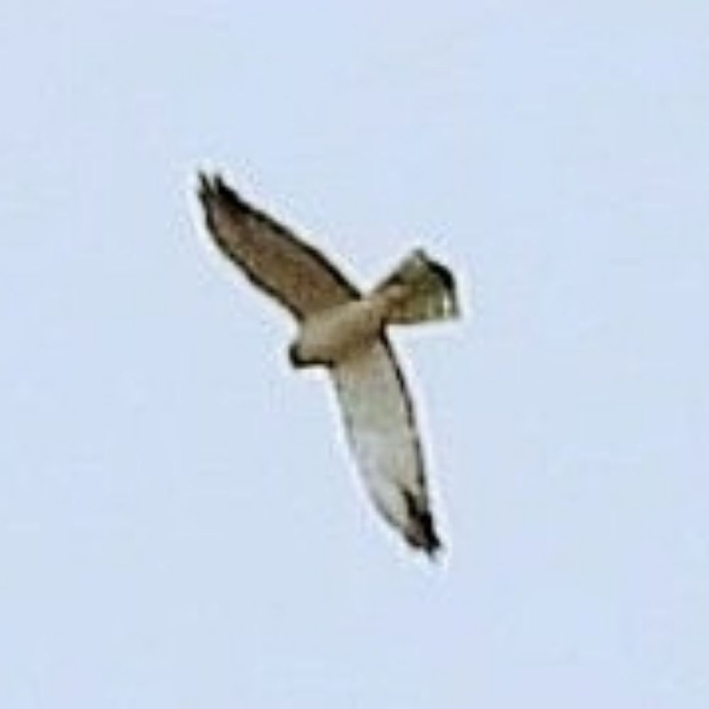 Peninsula Birds