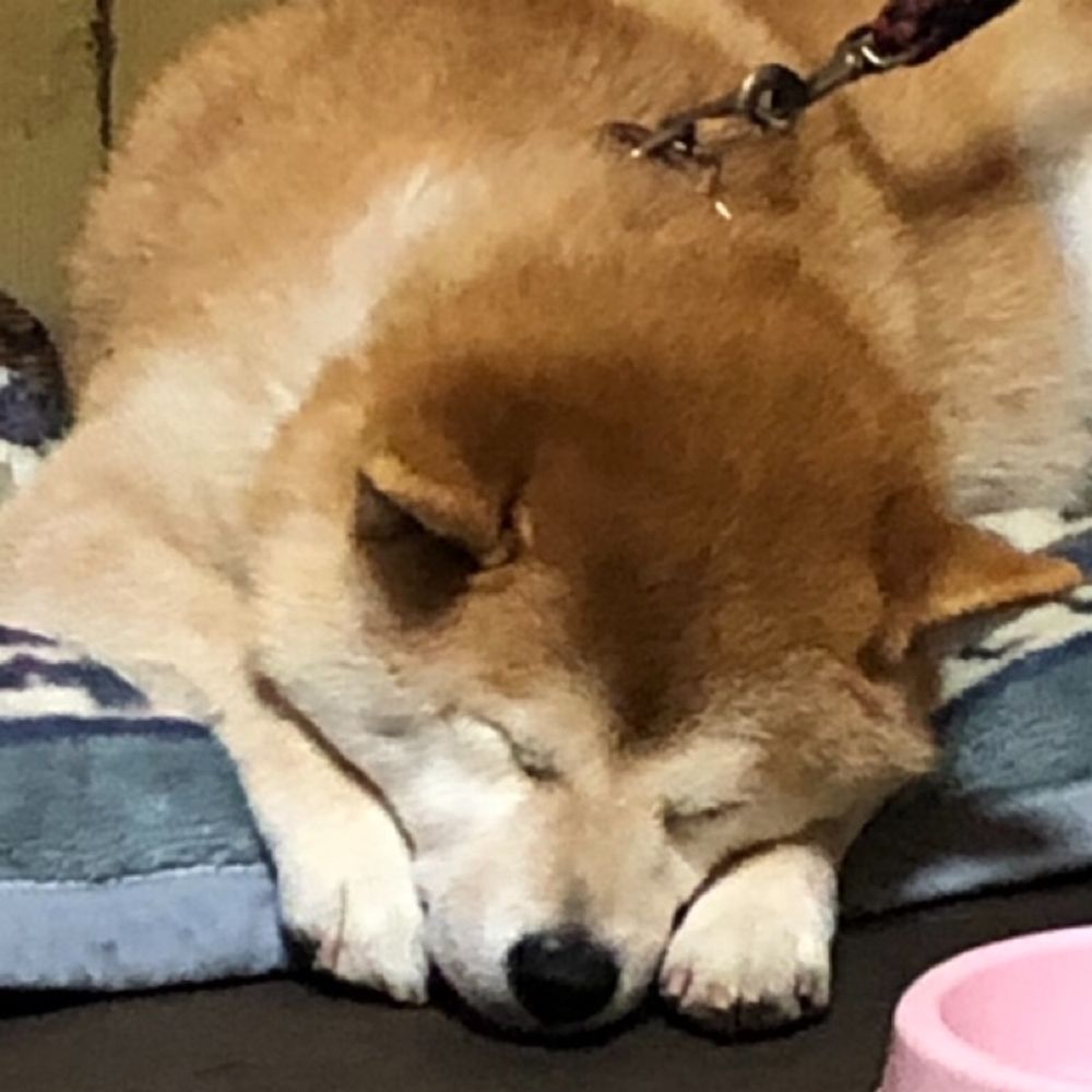 りくふわ