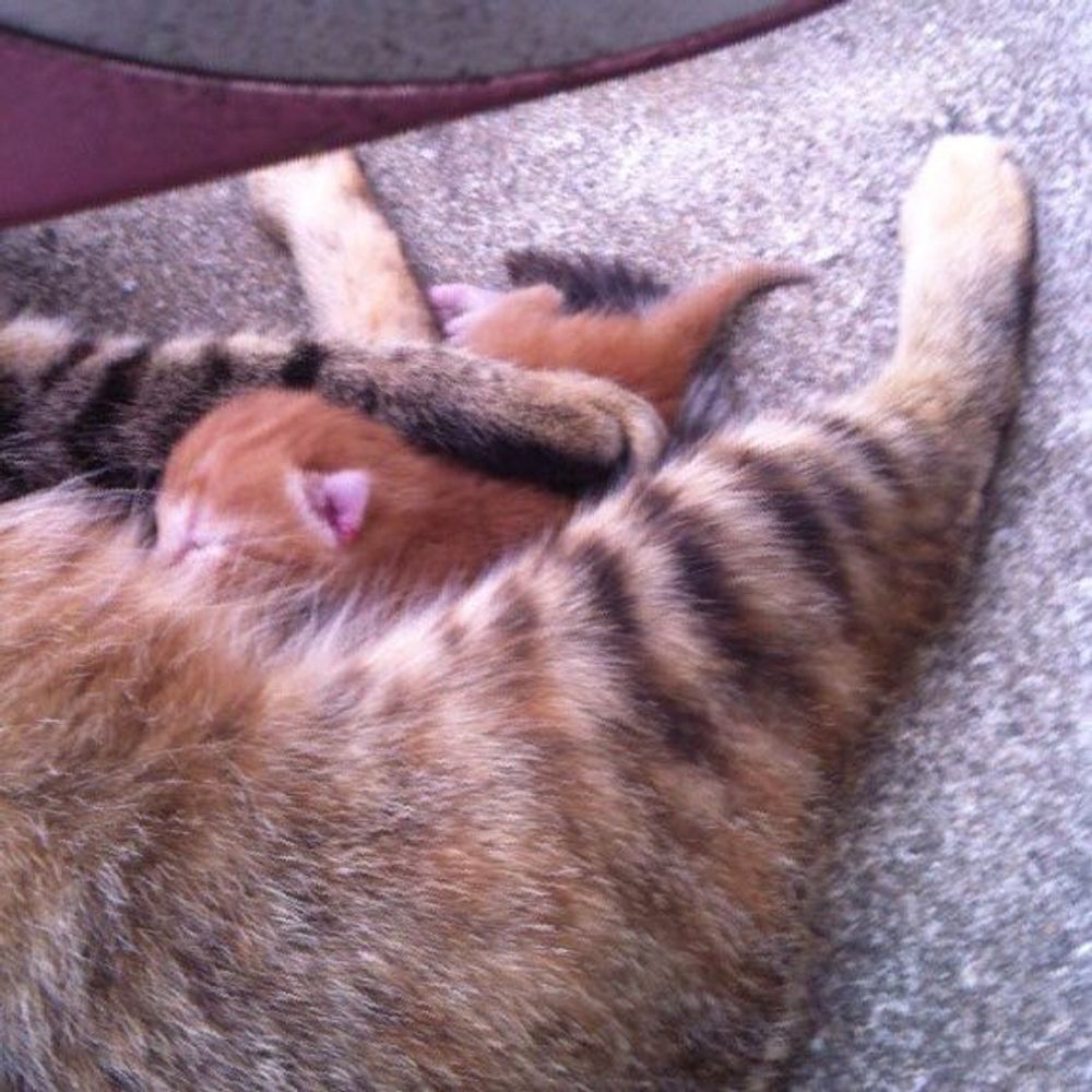秋🐈