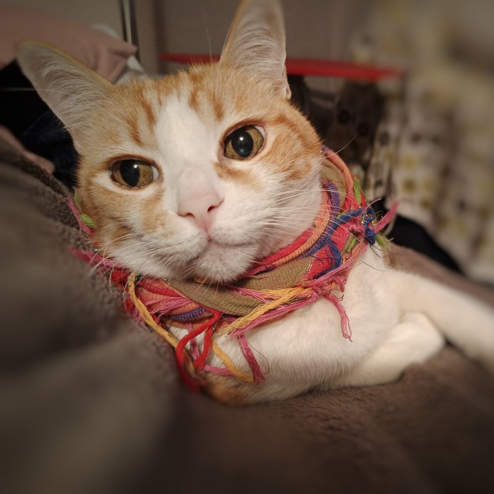 Lucila A.