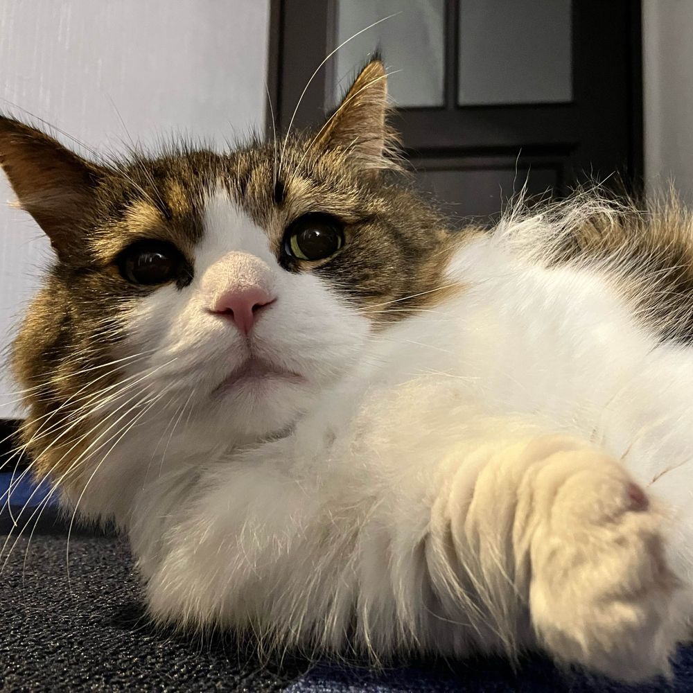 ちゃんポン