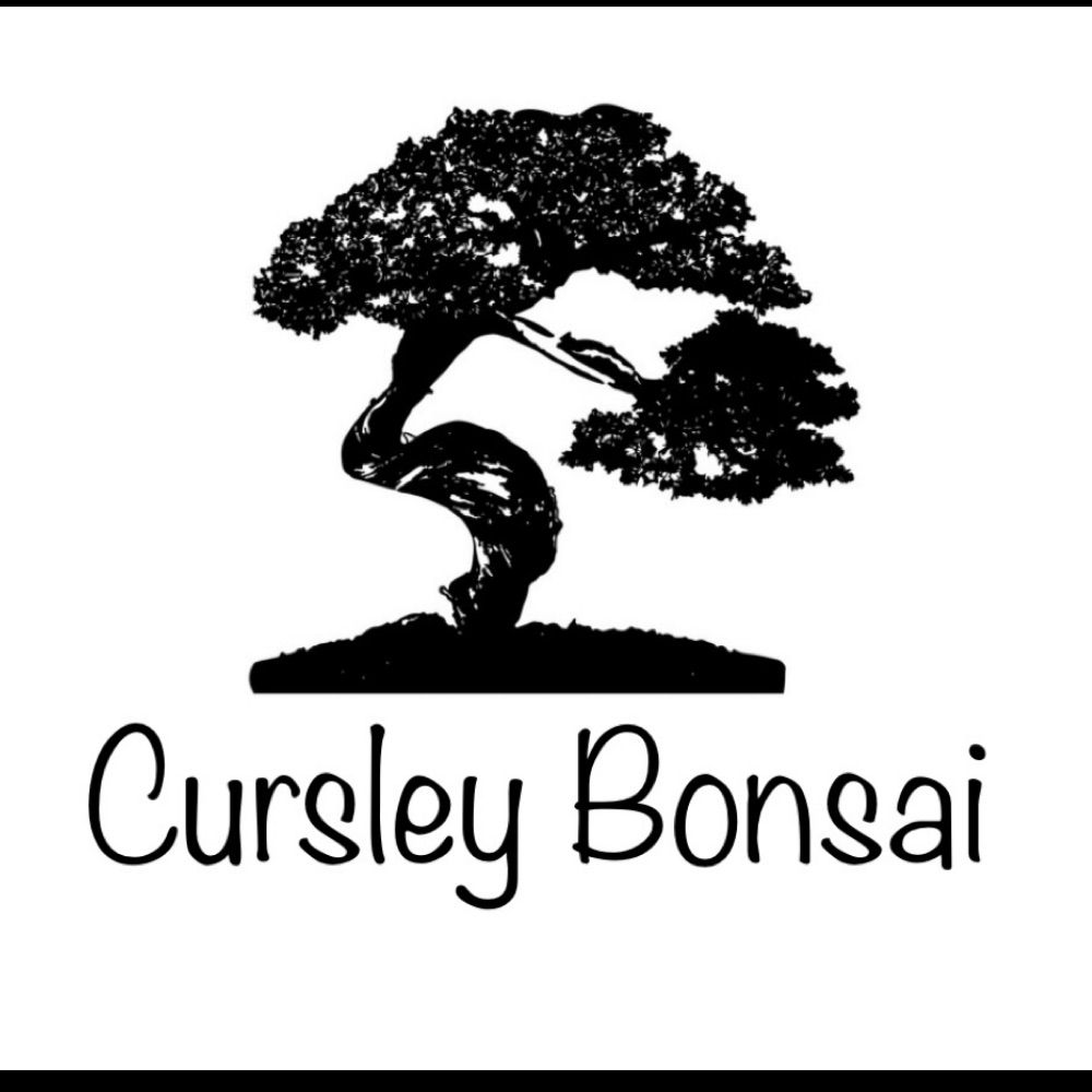 Cursley Bonsai
