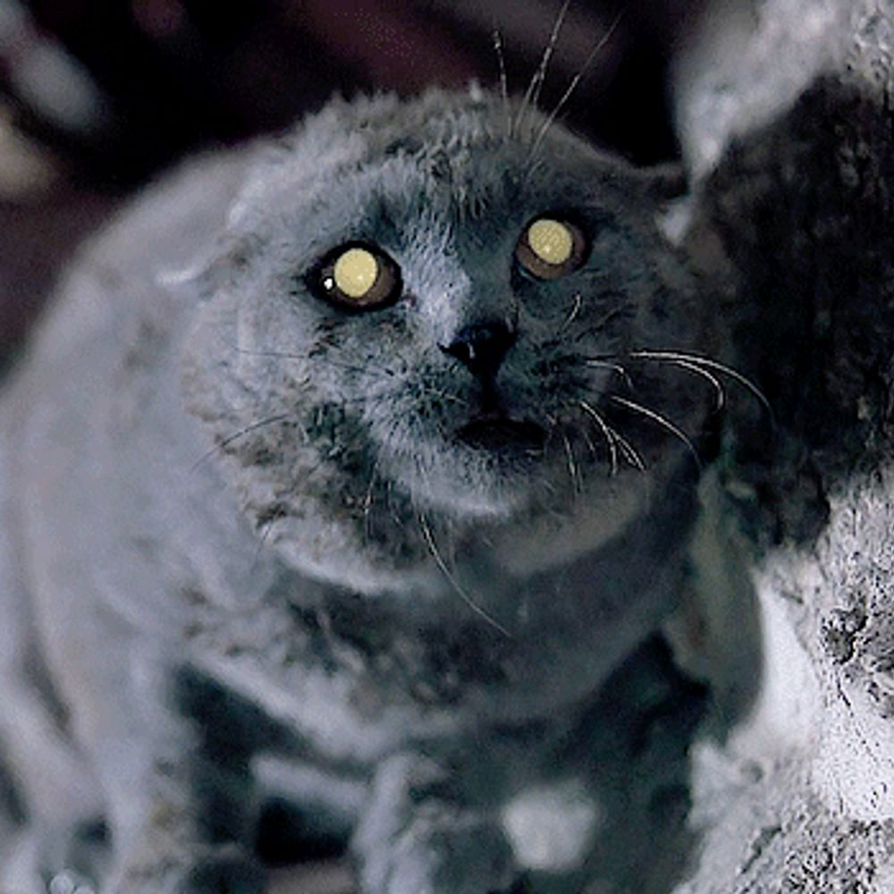 The Pet Sematary-ologist