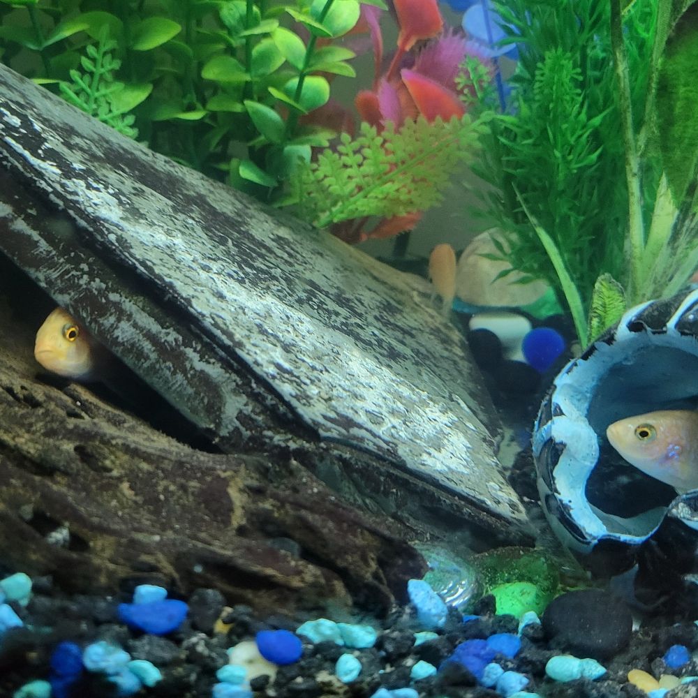 lucifer the fish