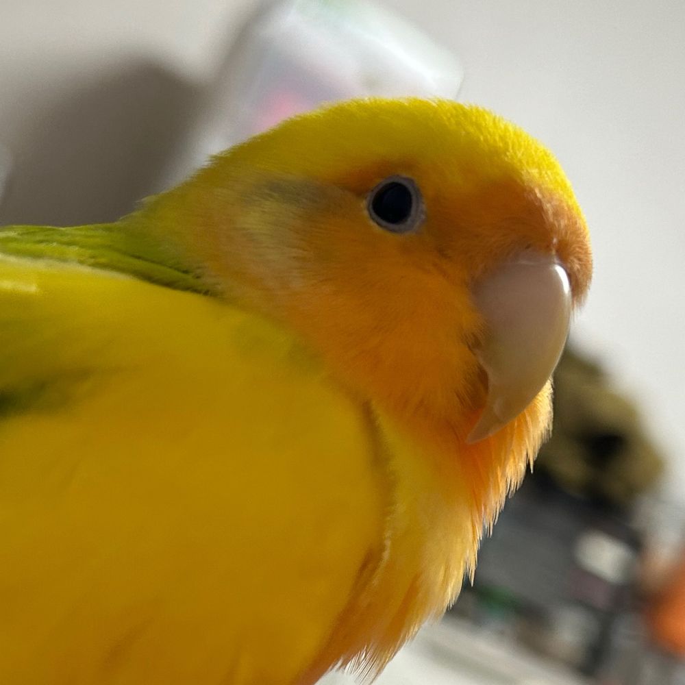 あま