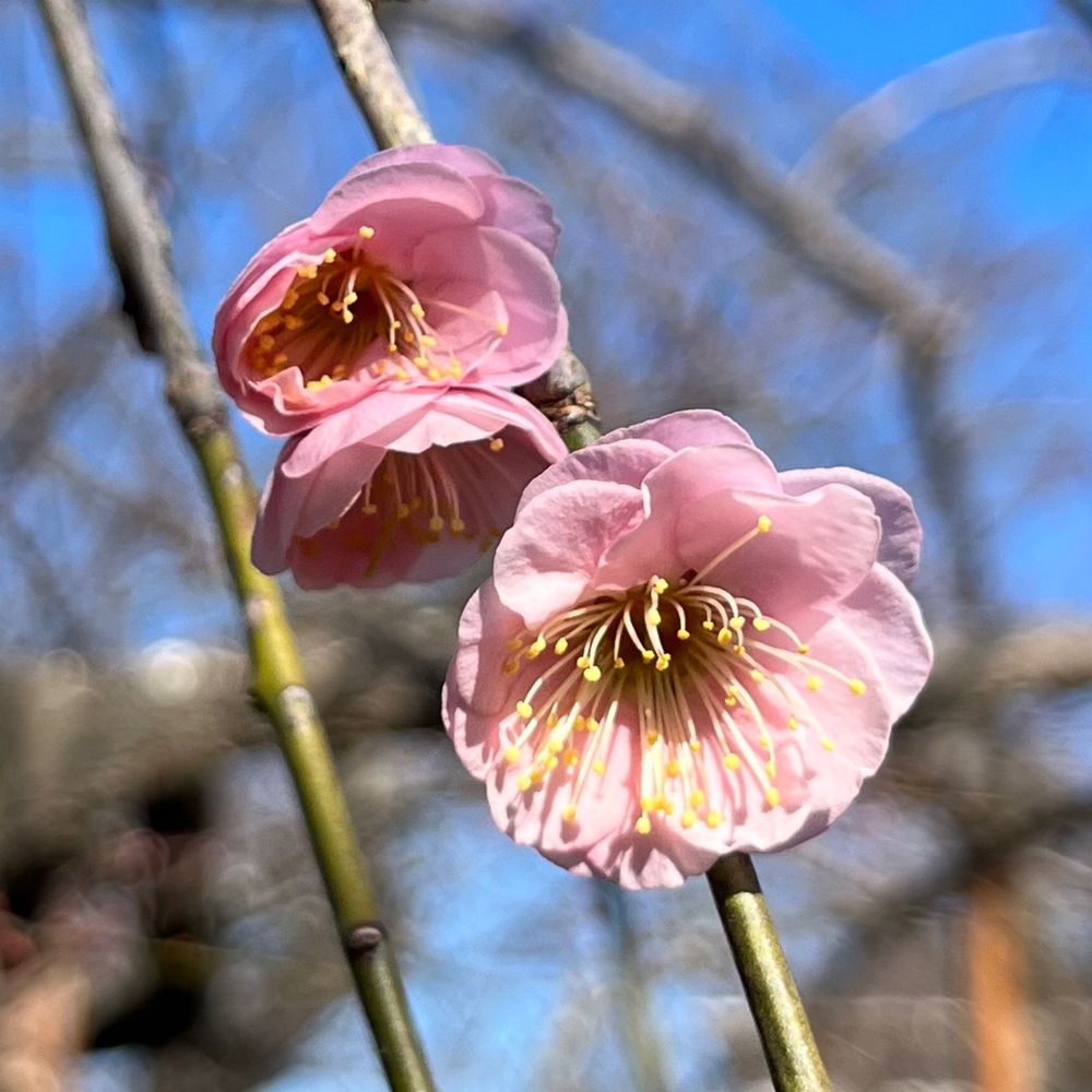 三山