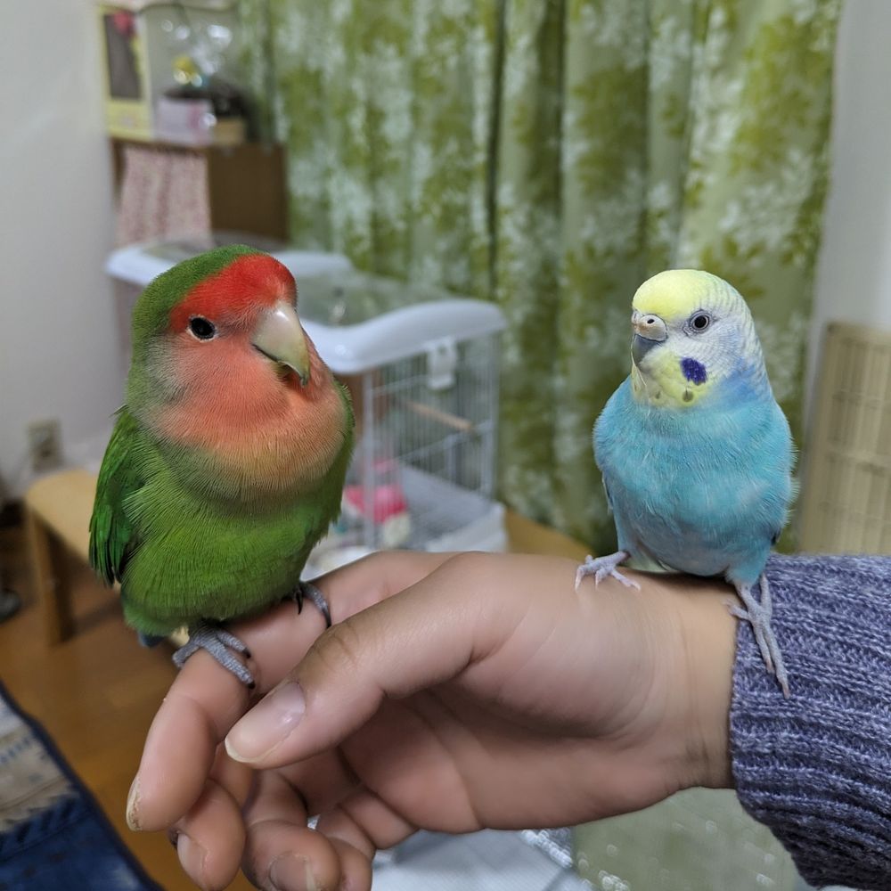 愛梨