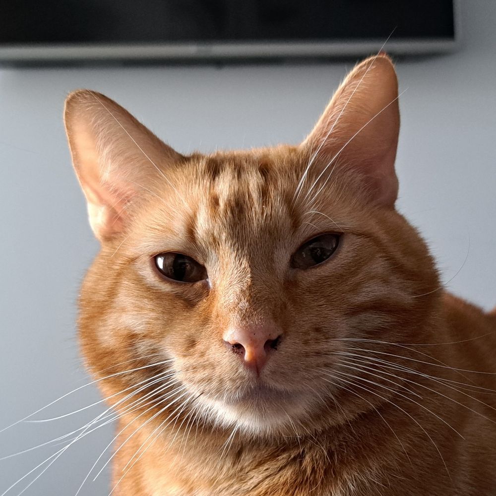 gata