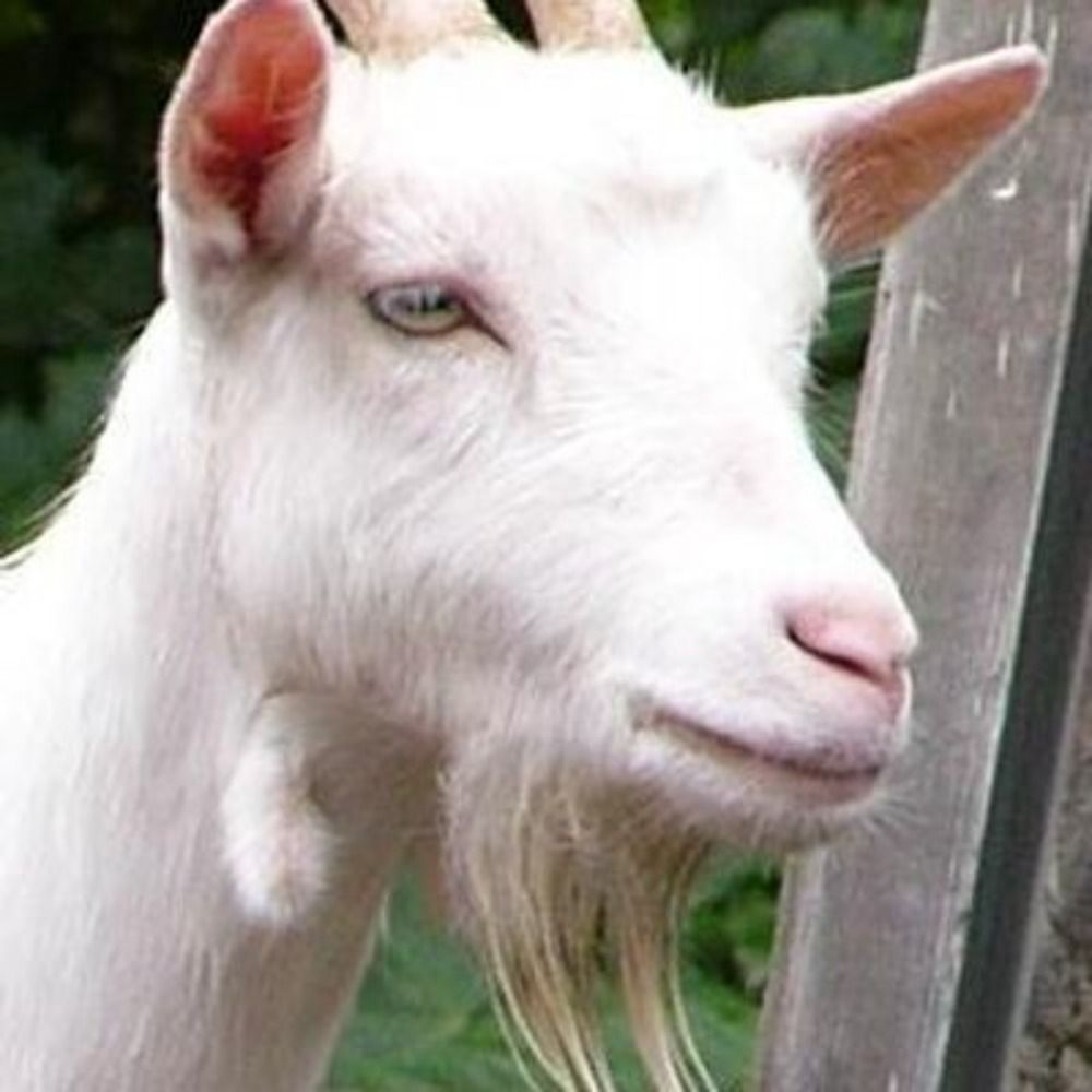 Goat's avatar