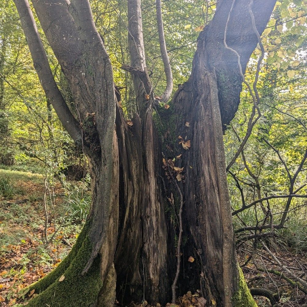 Tree ecologist
