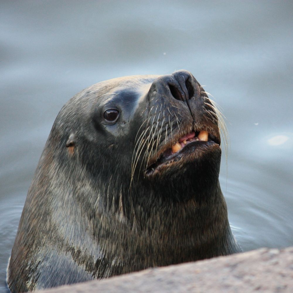 lobo marino