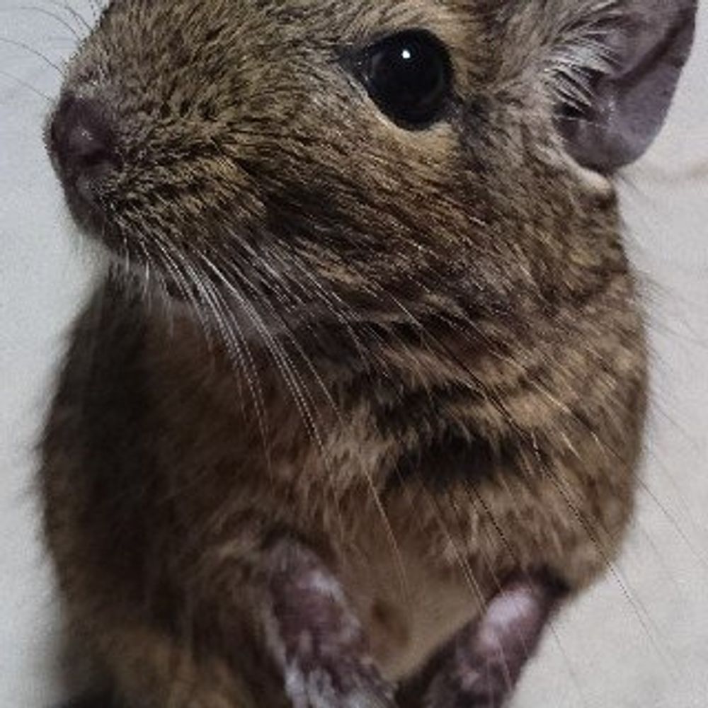 デグーのむぎと月三姉妹