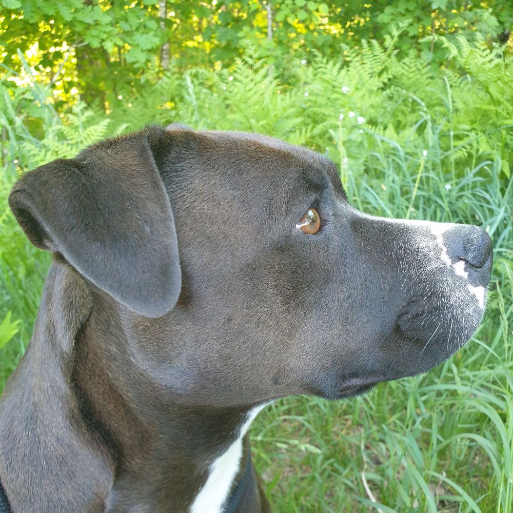 Kian the amstaff/pitbull owner