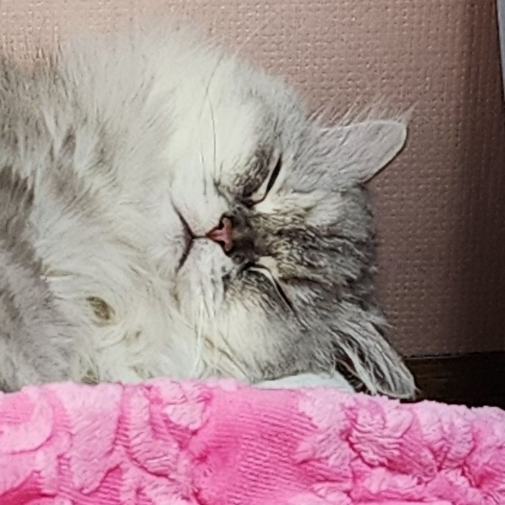 신아