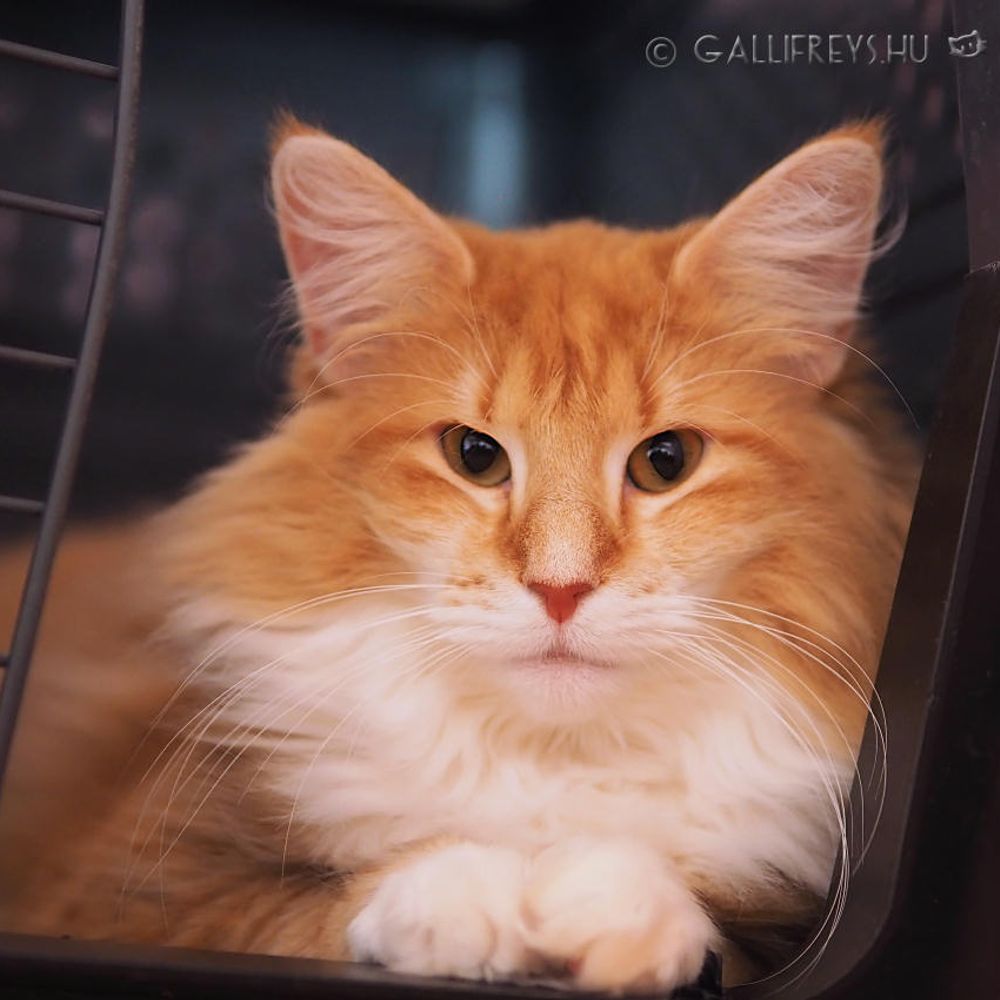 Gallifrey's Norwegian Forest Cat * Norvég Erdei Macska Tenyészet