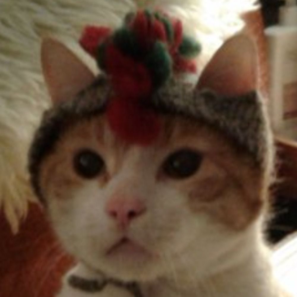 Sir Pickle Longpaw, Angel Cat