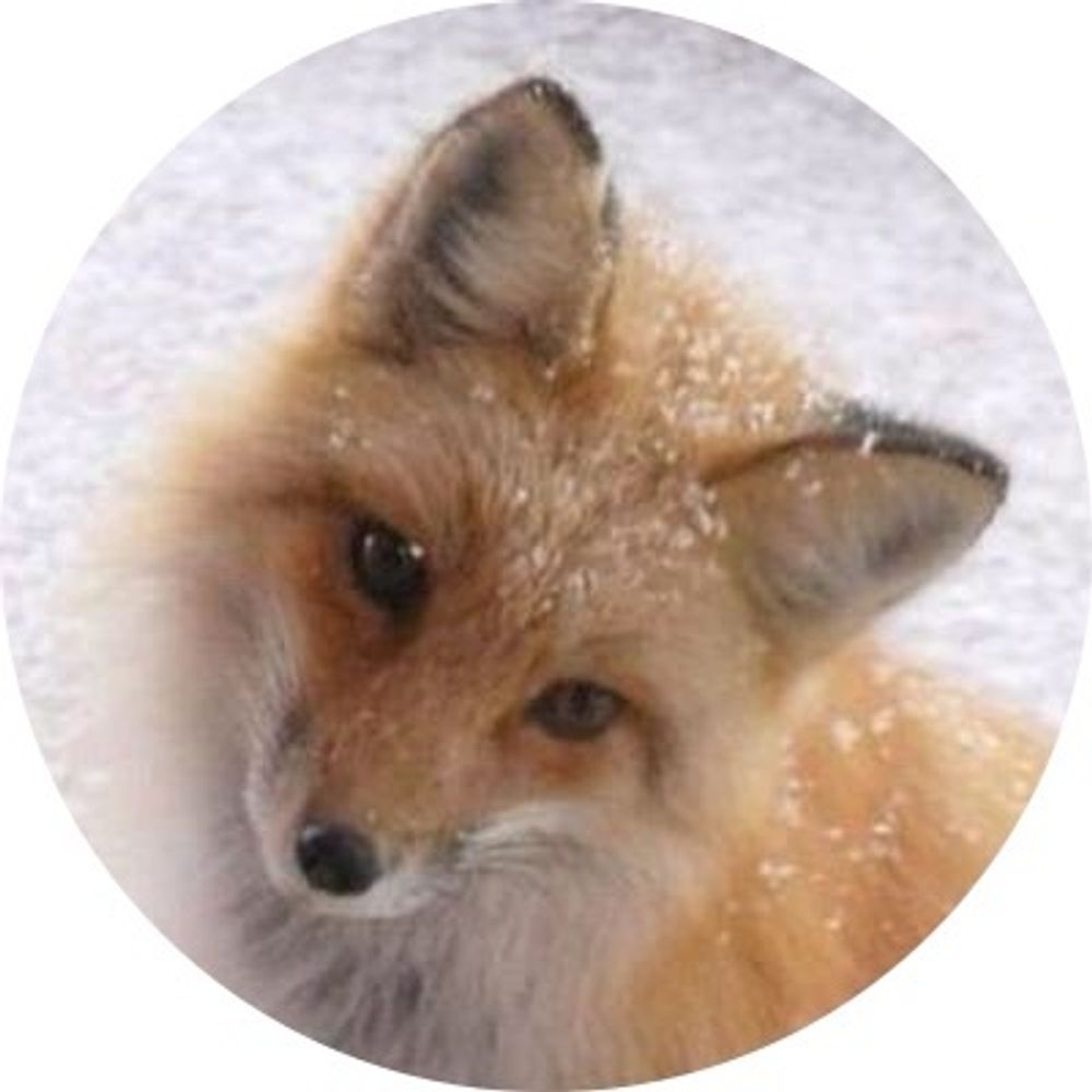 きつね