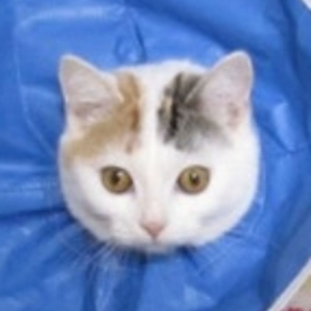 こひさご