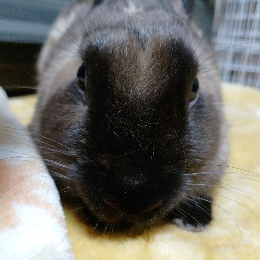 黒いうさぎの召使い