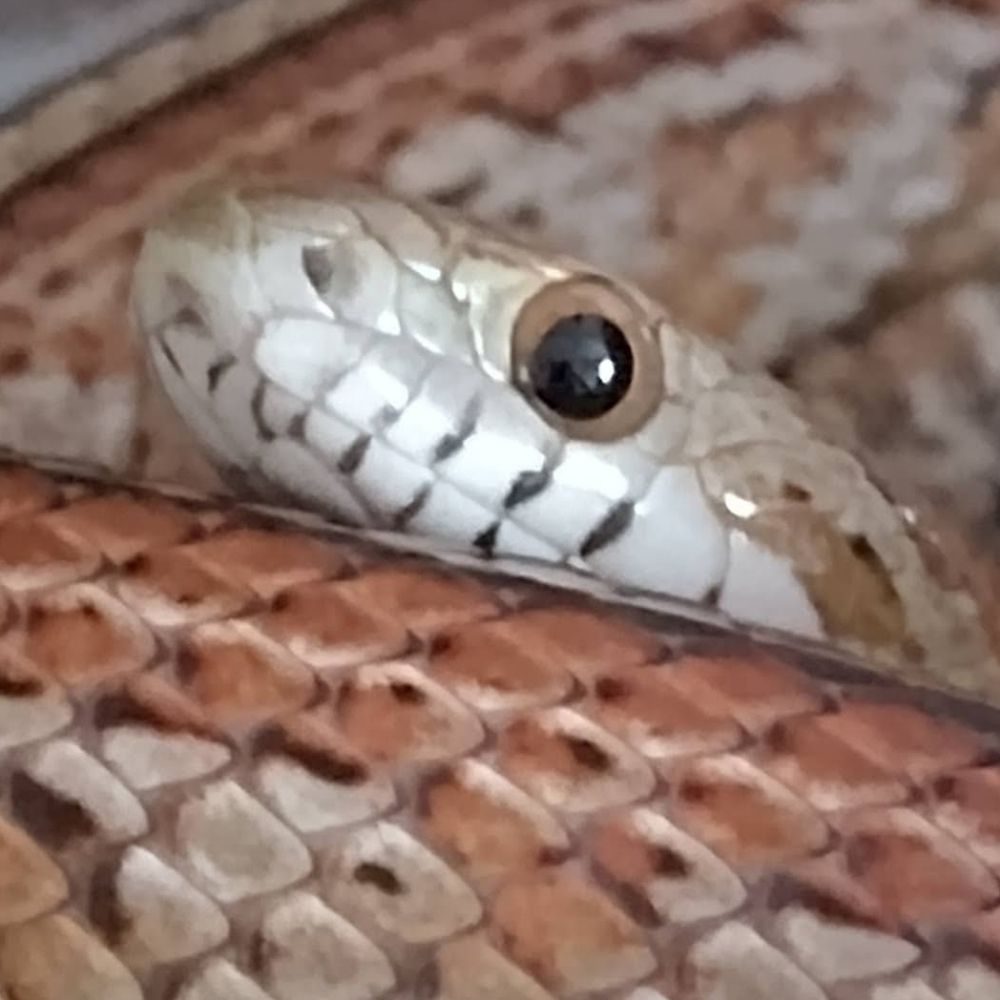 Daliamikk🕷️🌿🐍✨