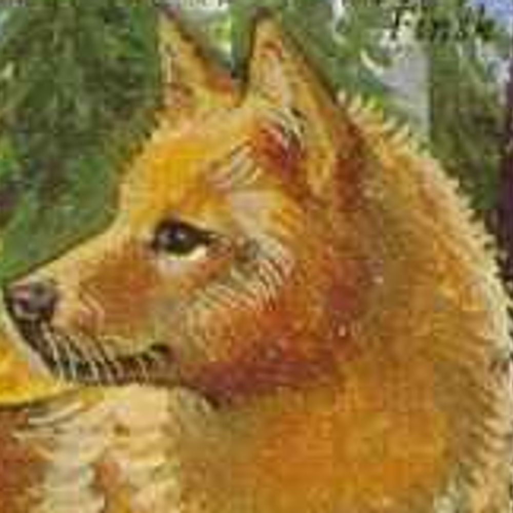 canine