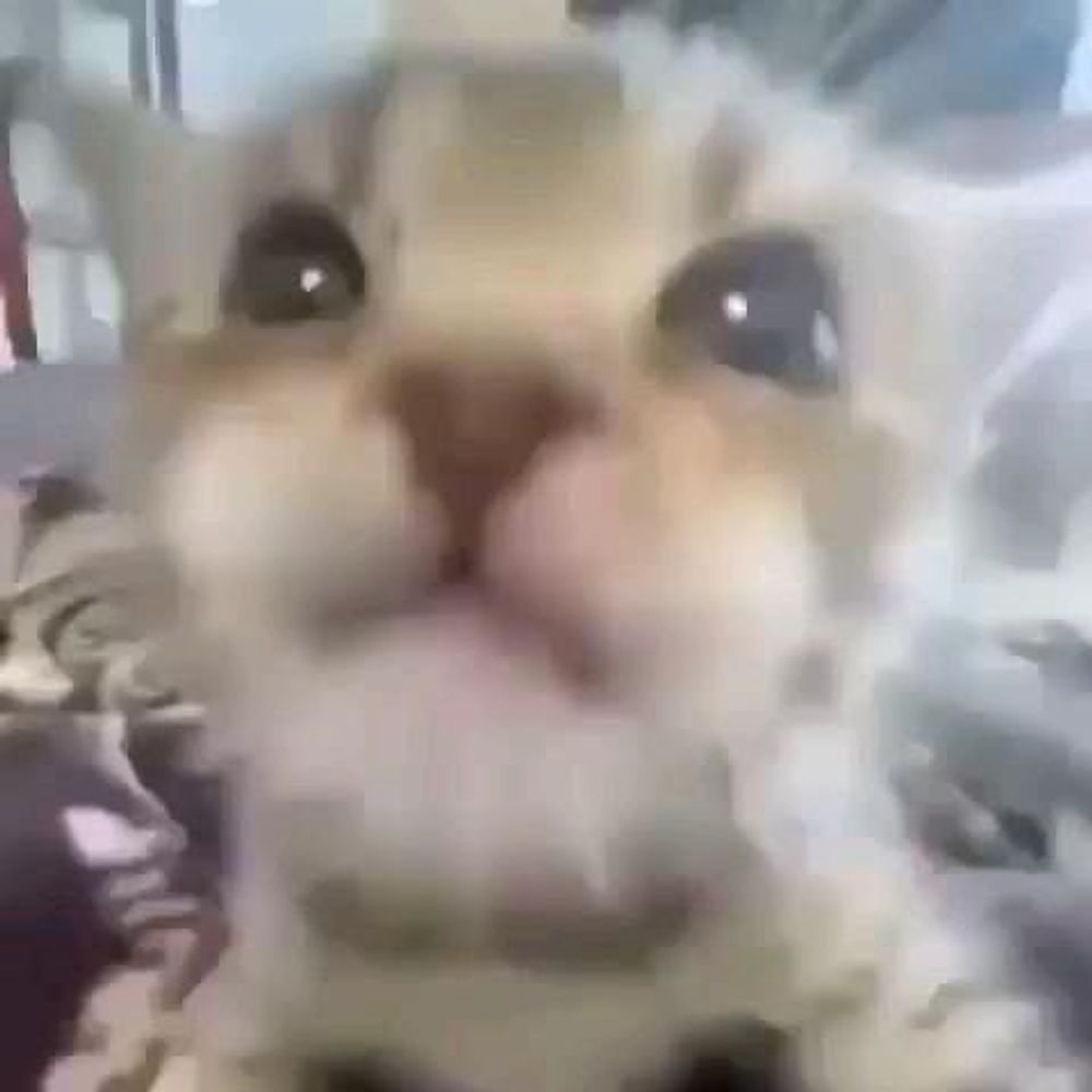 Furry without a fursona