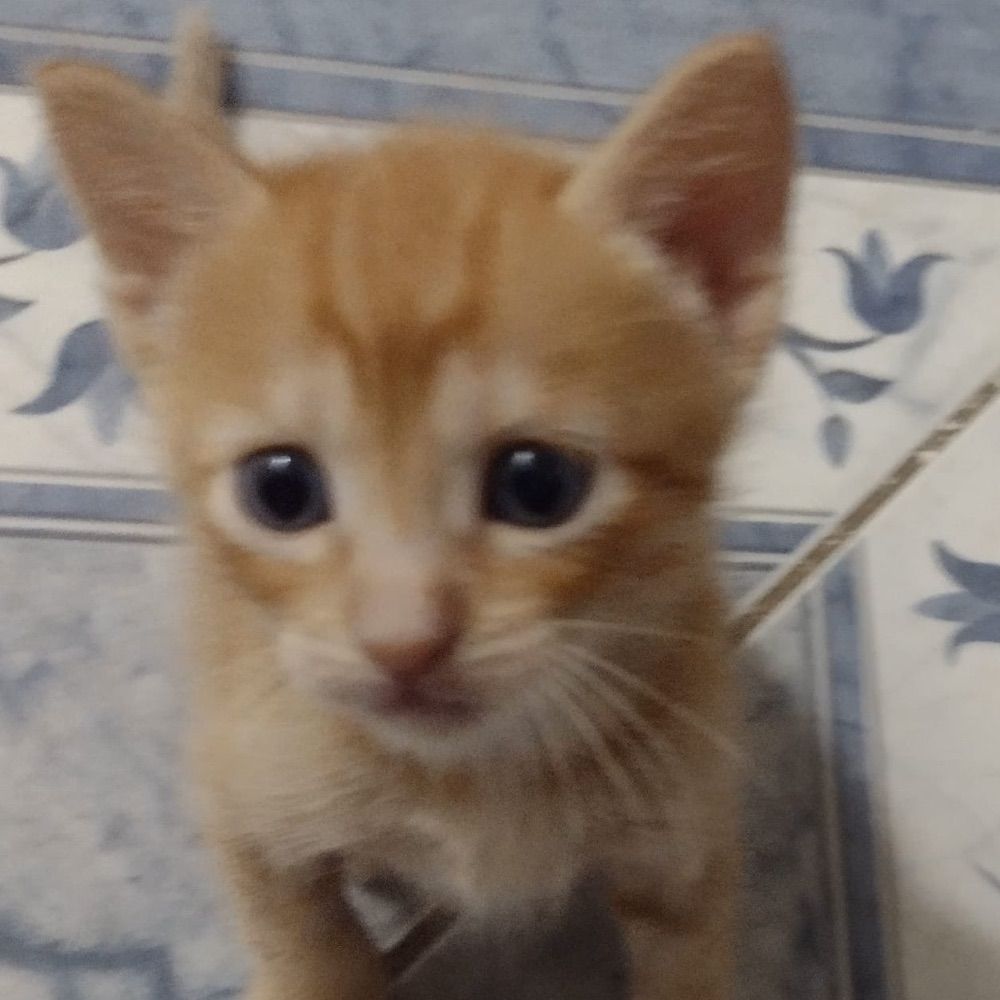 miau miau 