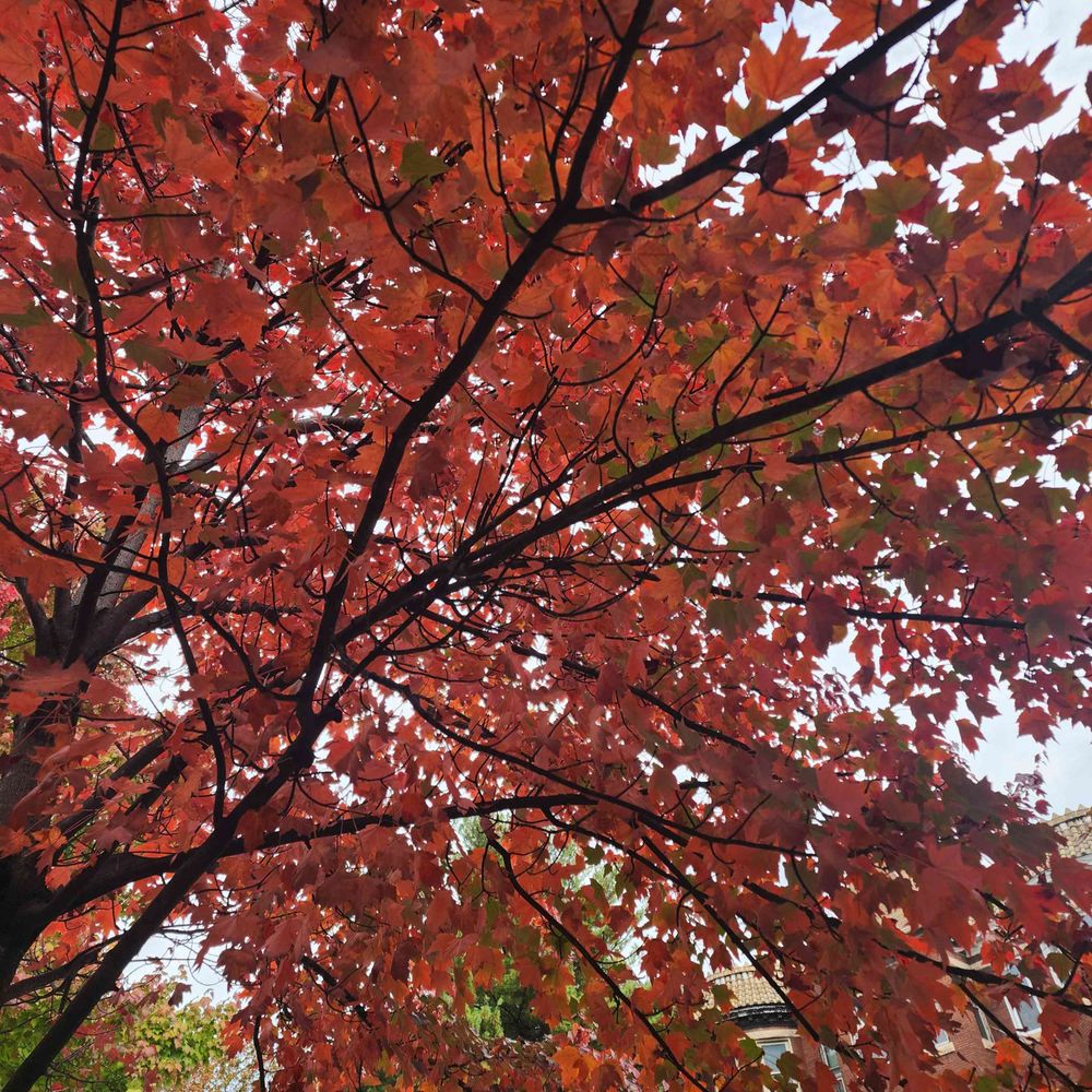 Di🍂
