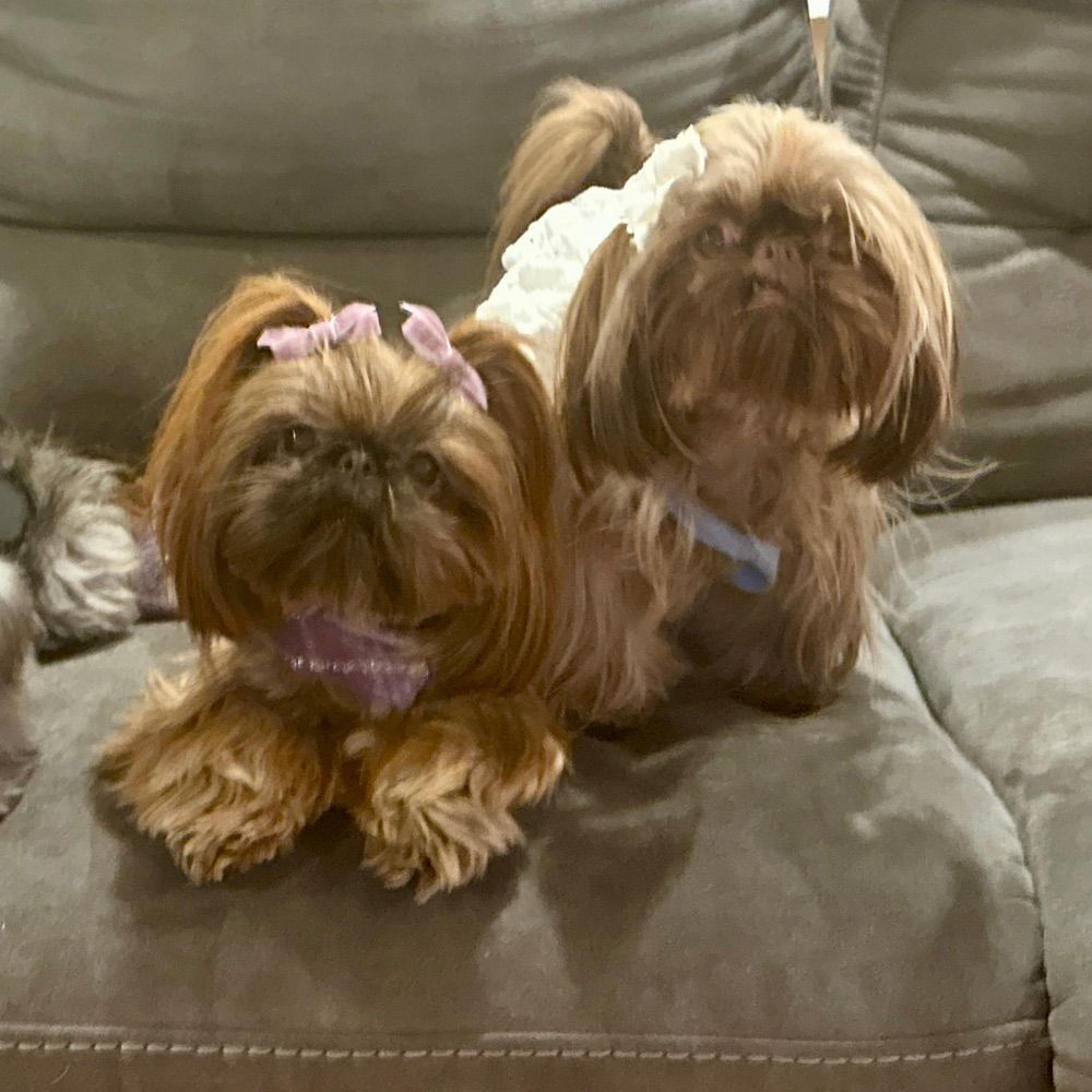 Sacred Light Shihtzu