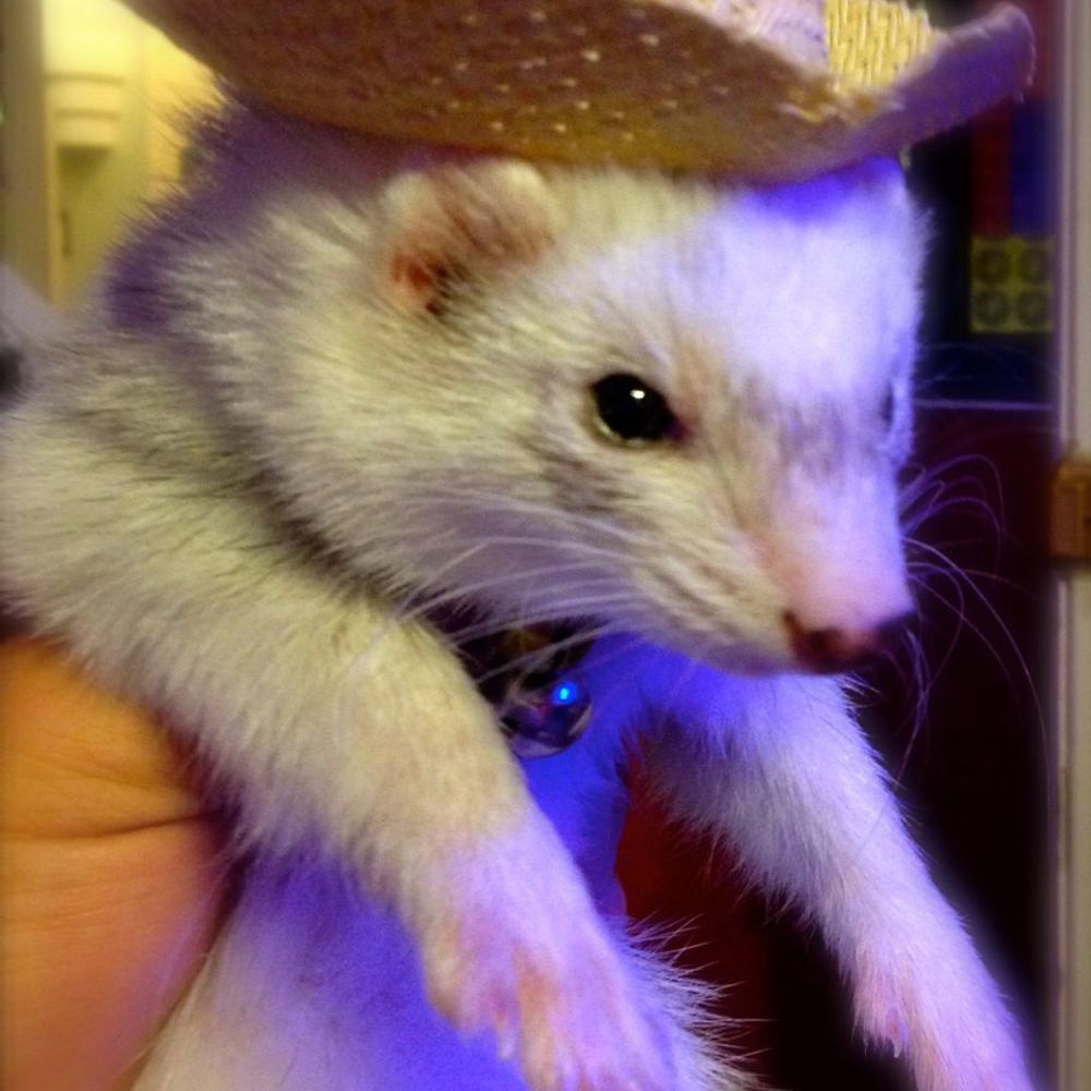 Ferret