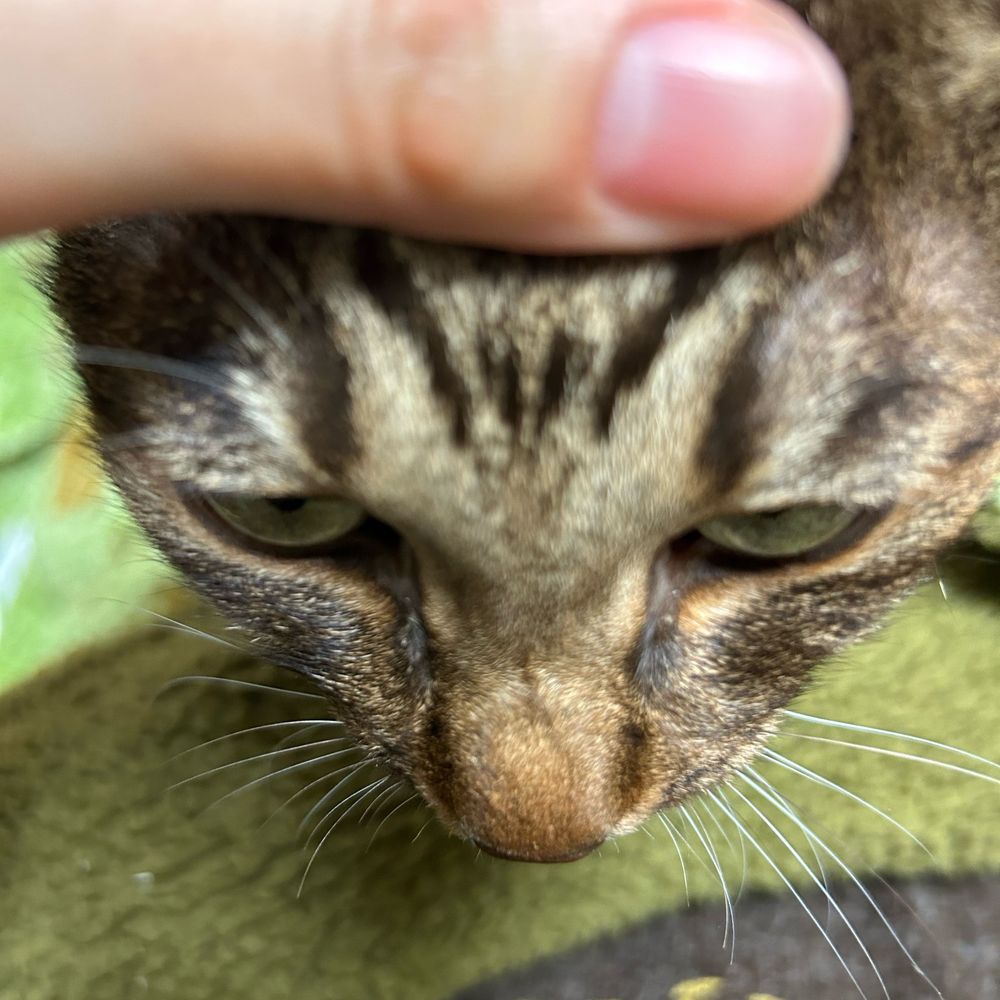 おたま