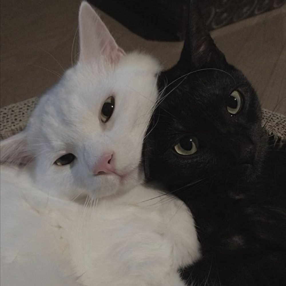 yoonmin cat pics