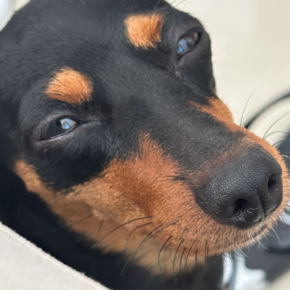 Gustavo