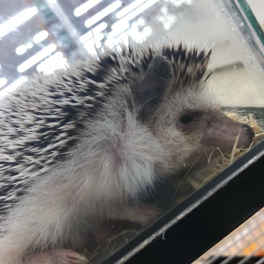 ハリネズミ