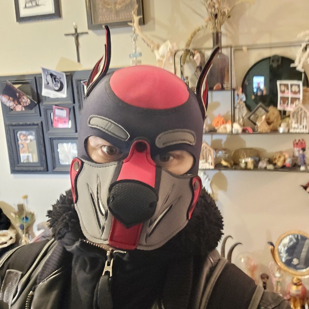 Sirius pup