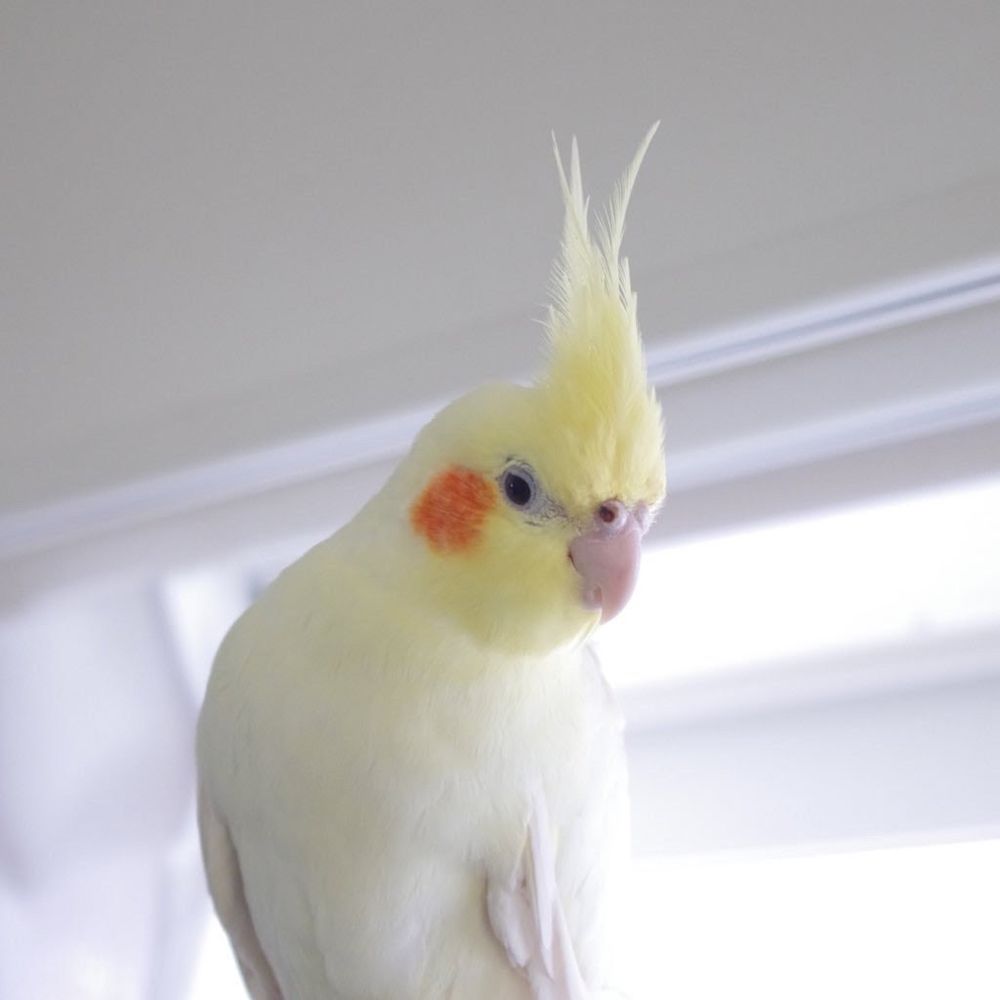 Sasami