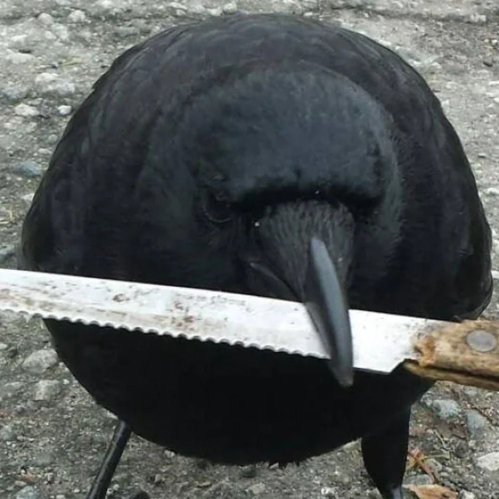 O Arirolvo