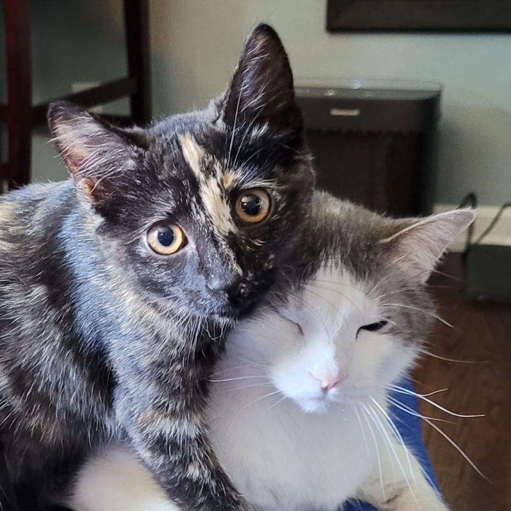 Gretta, Odin, Nyx, and Freyja