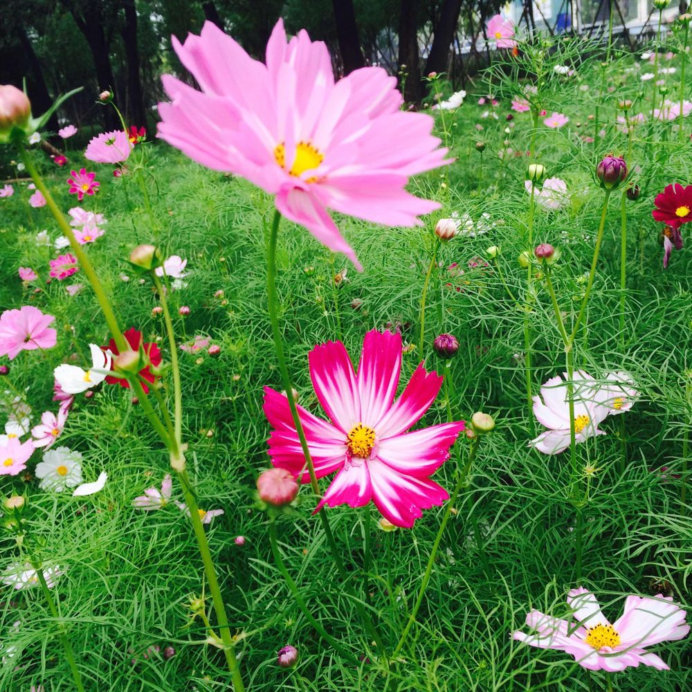 マミコ