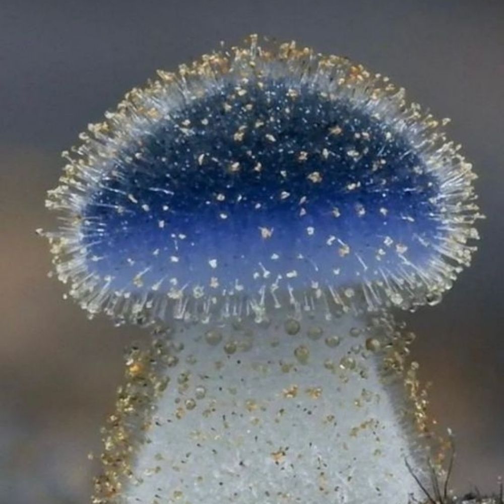 The Mushroom System