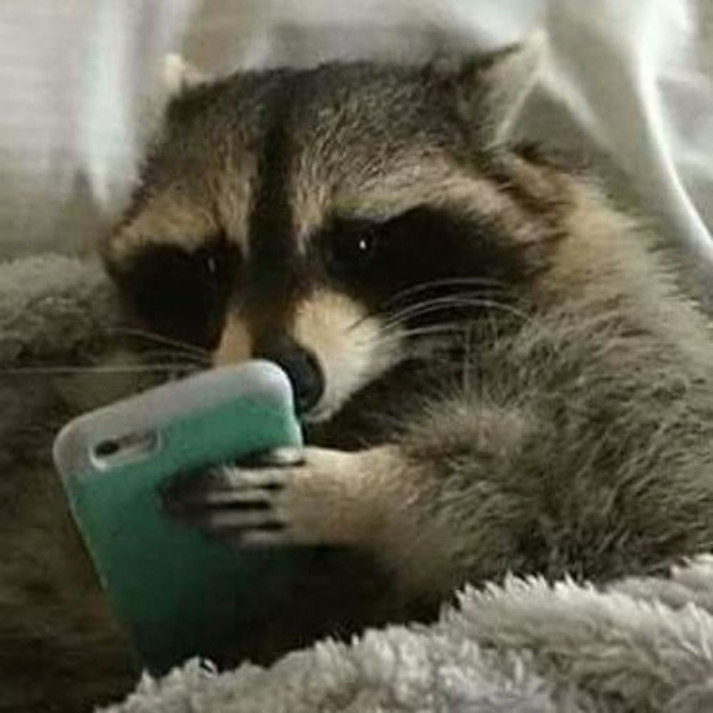 Tabbi
