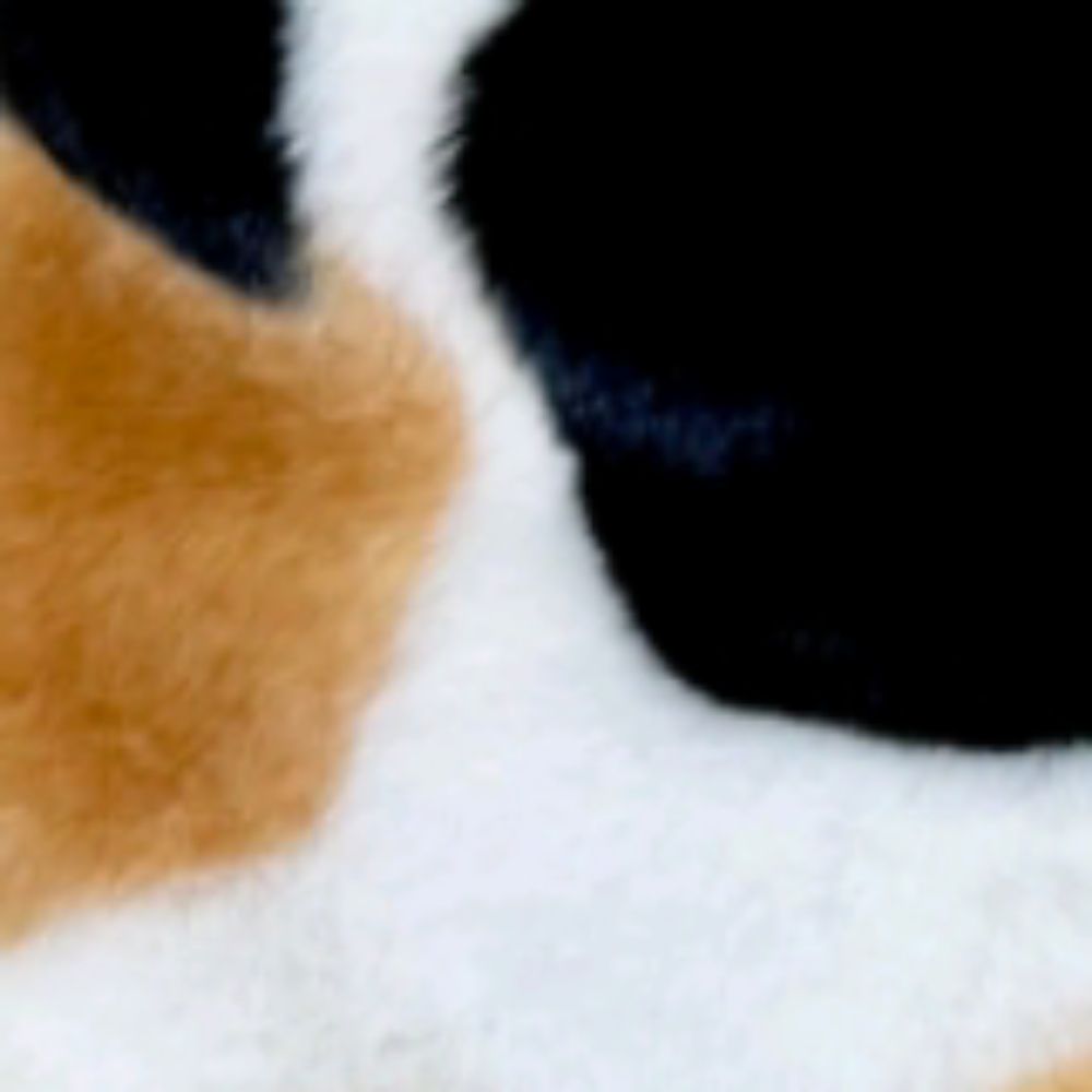 猫子