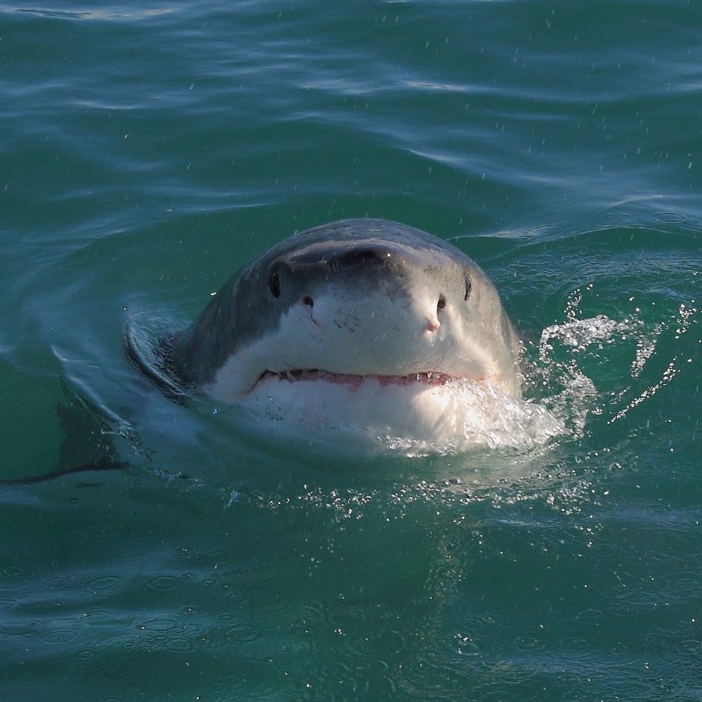 Shark the horny 