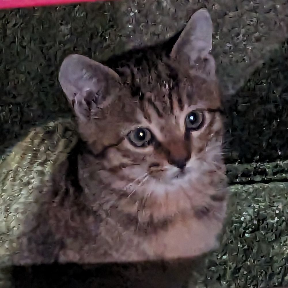 ひまたそまる